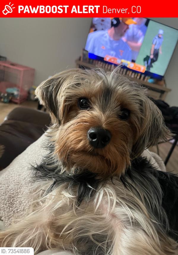 Lost Male Dog last seen W 46th Ave & Pecos St, Denver, CO 80211