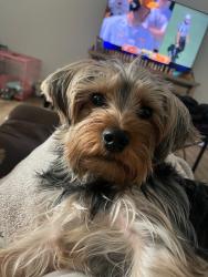 Lost Male Dog last seen W 46th Ave & Pecos St, Denver, CO 80211