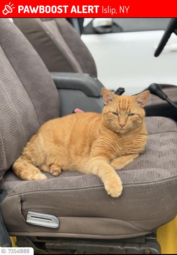 Lost Male Cat last seen Near Church Avenue and Raymond Street Islip, Islip, NY 11751