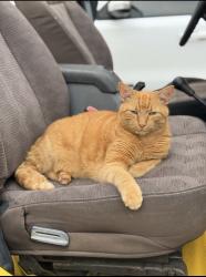 Lost Male Cat last seen Near Church Avenue and Raymond Street Islip, Islip, NY 11751