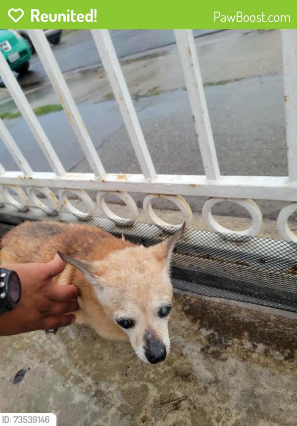 Reunited Unknown Dog last seen Near W Cubbon St, Santa Ana, CA 92703