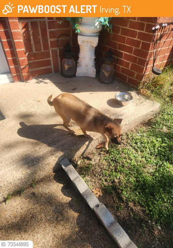 Found/Stray Female Dog last seen MacArthur and Stockton, Irving, TX 75061