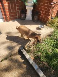 Found/Stray Female Dog last seen MacArthur and Stockton, Irving, TX 75061