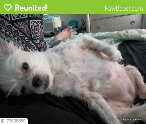 Reunited Female Dog last seen Near blvd, Tulsa, OK 74106