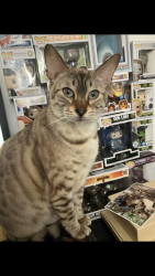 Lost Female Cat last seen Man po Chinese and Ely bridge, Cardiff, Wales CF5 5BP