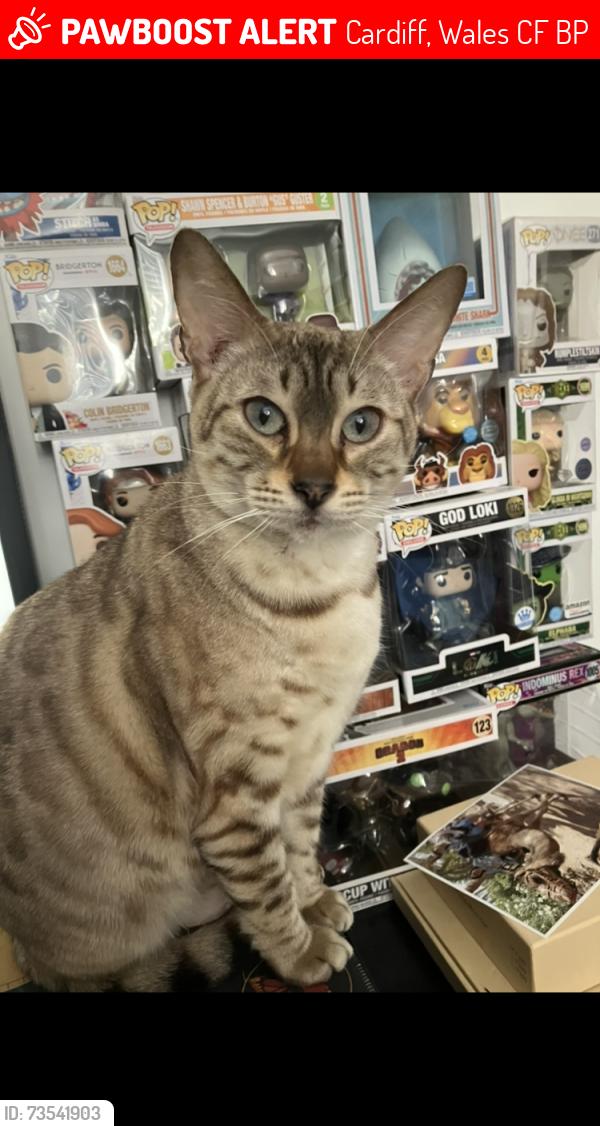 Lost Female Cat last seen Man po Chinese and Ely bridge, Cardiff, Wales CF5 5BP