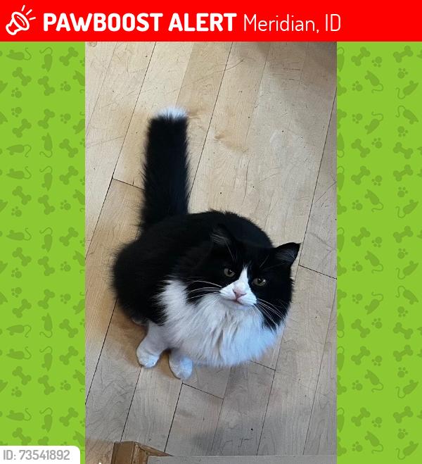 Lost Male Cat last seen W Cherry Ln and Black Cat Rd, Meridian, ID 83642