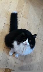 Lost Male Cat last seen W Cherry Ln and Black Cat Rd, Meridian, ID 83642