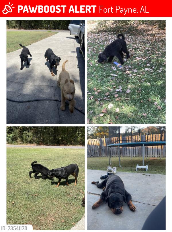 Lost Male Dog last seen Fruit Farm Road, Fort Payne, AL 35967