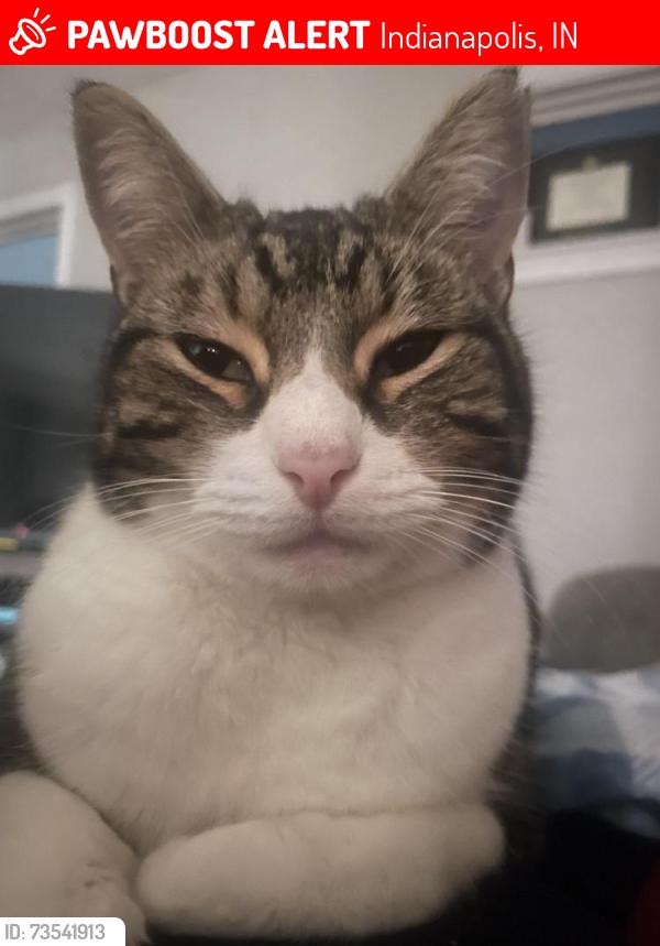 Lost Female Cat last seen N. Randolph and E. Ohio-Willard Park, Indianapolis, IN 46201