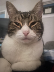 Lost Female Cat last seen N. Randolph and E. Ohio-Willard Park, Indianapolis, IN 46201