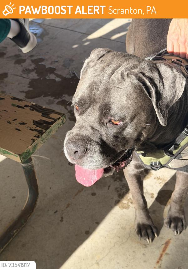 Found/Stray Male Dog last seen Across from GCMC, Scranton, PA 18510