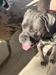 Found/Stray Male Dog last seen Across from GCMC, Scranton, PA 18510