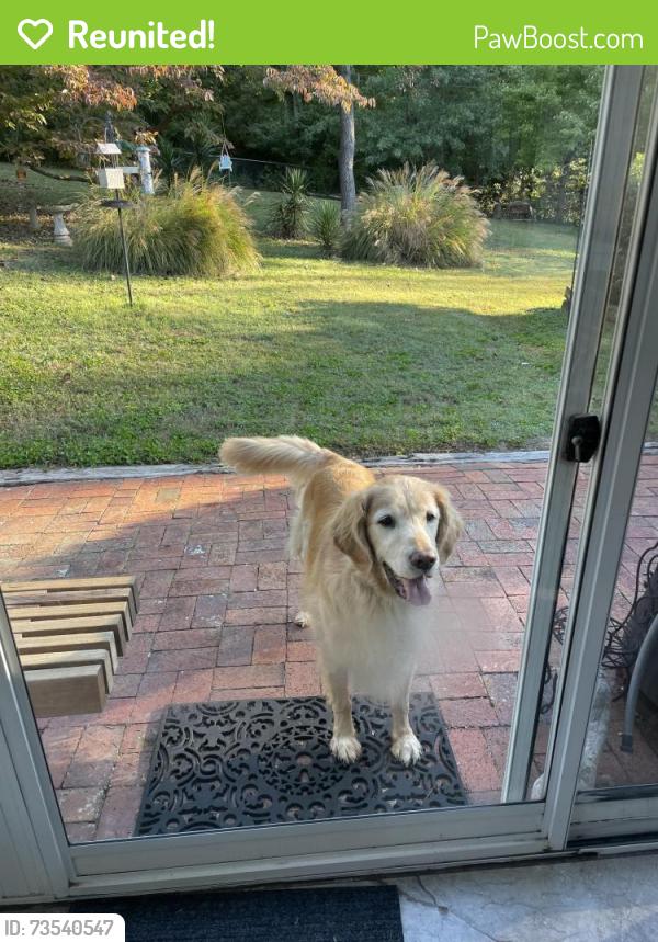 Reunited Male Dog last seen West hills Sheffield east part, Knoxville, TN 37909