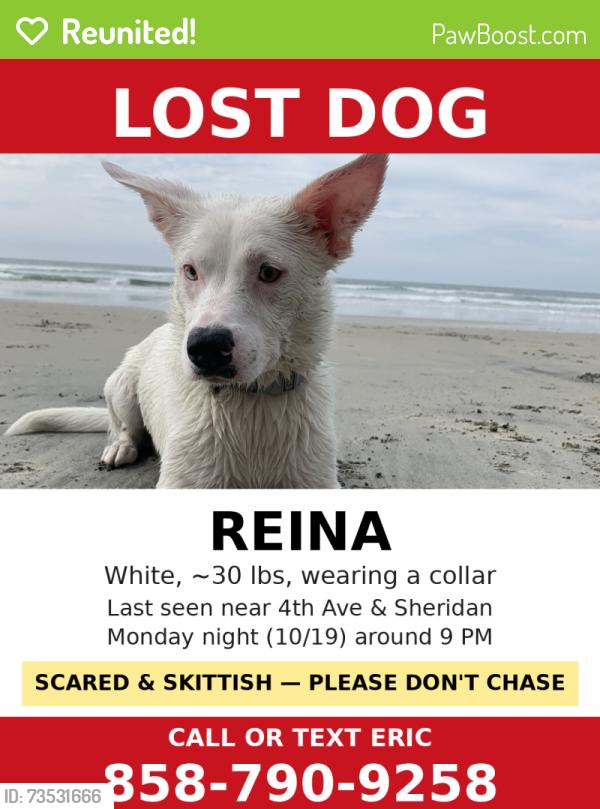 Reunited Female Dog last seen 4th and Sheridan, Lakewood, CO 80226