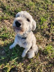 Reunited Male Dog last seen SW 50TH & Portland, Oklahoma City, OK 73112