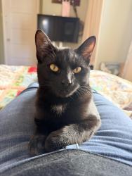 Found/Stray Male Cat last seen Oakland street south, Arlington, VA 22204