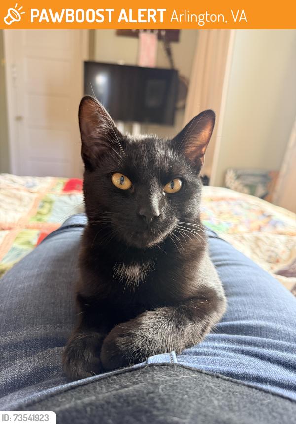 Found/Stray Male Cat last seen Oakland street south, Arlington, VA 22204