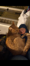 Found/Stray Male Cat last seen Ball Ground Hwy and Dogwood Drive, Ball Ground, GA 30107