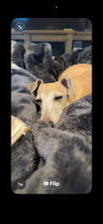 Reunited Female Dog last seen Park Ave west and McCraren, Highland Park, IL 60035