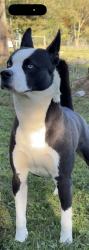 Reunited Male Dog last seen Old route 51 road smock pa, Smock, PA 15480