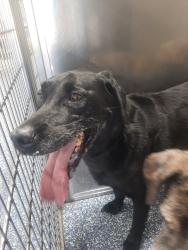 Shelter Stray Male Dog last seen , 425 Cogdell Dr, Maumelle, AR 72113, USA