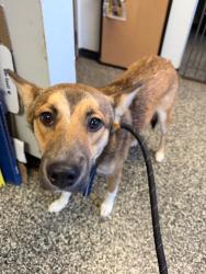 Shelter Stray Male Dog last seen Columbia, 1233 Mapleash Ave, Columbia, TN 38401, USA