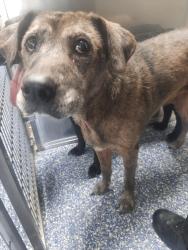 Shelter Stray Male Dog last seen , 425 Cogdell Dr, Maumelle, AR 72113, USA