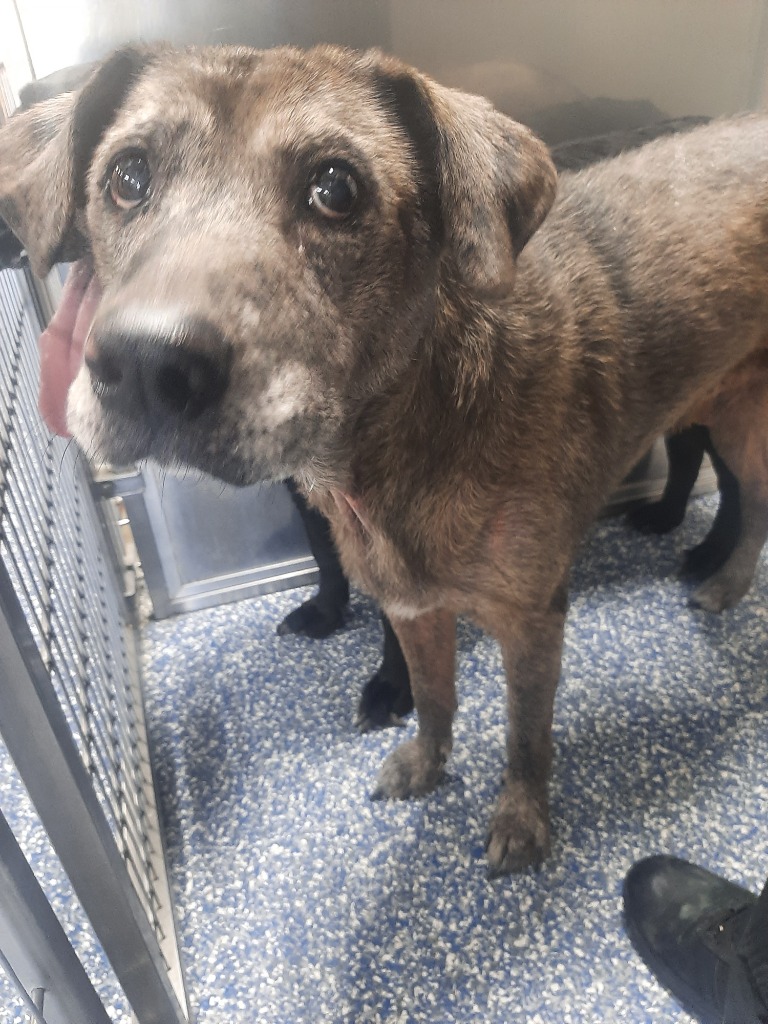 Shelter Stray Male Dog last seen , 425 Cogdell Dr, Maumelle, AR 72113, USA