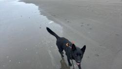 Reunited Male Dog last seen Near 46th Ave Ct E, Tacoma, WA 98443, USA, Tacoma, WA 98443