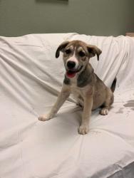 Shelter Stray Female Dog last seen Bexar County, 3353 Morningside Dr, New Braunfels, TX 78132, USA