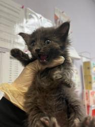 Shelter Stray Female Cat last seen Bexar County, 3353 Morningside Dr, New Braunfels, TX 78132, USA