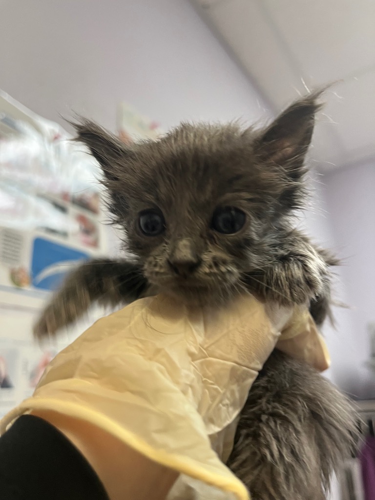 Shelter Stray Female Cat last seen Bexar County, 3353 Morningside Dr, New Braunfels, TX 78132, USA