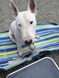 Found/Stray Male Dog last seen Tenaja, Murrieta, CA 92562