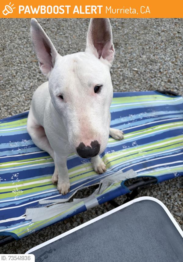 Found/Stray Male Dog last seen Tenaja, Murrieta, CA 92562