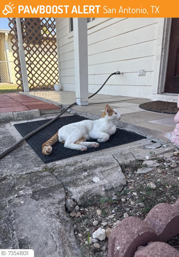 Found/Stray Male Cat last seen Near Twilight Terrace, San Antonio, TX 78233