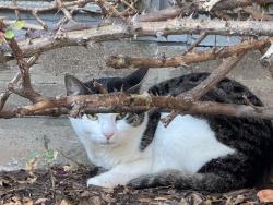 Found/Stray Unknown Cat last seen fountain st/south Clinton Swillburg, Rochester, NY 14620