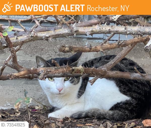 Found/Stray Unknown Cat last seen fountain st/south Clinton Swillburg, Rochester, NY 14620