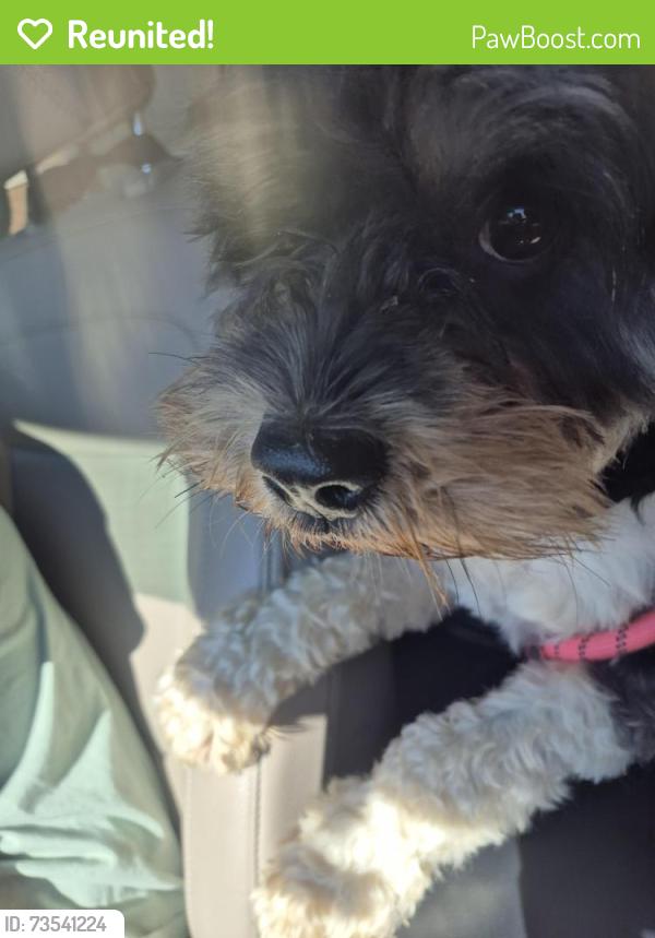 Reunited Female Dog last seen Oakridge and Aspen, Broken Arrow, OK 74012