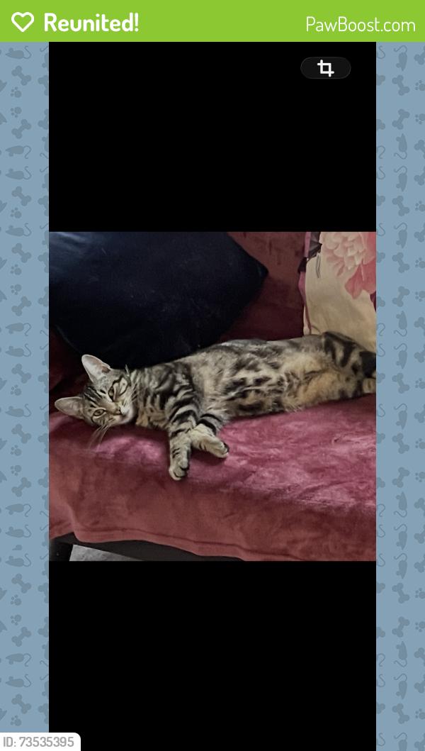 Reunited Female Cat last seen Chamberlayne road, Greater London, England NW10 3LB