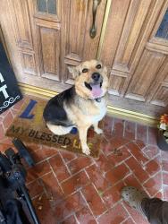 Found/Stray Unknown Dog last seen 35th West and Marilynn St, Lancaster, CA 93536