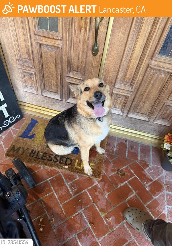 Found/Stray Unknown Dog last seen 35th West and Marilynn St, Lancaster, CA 93536