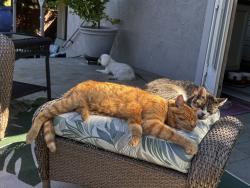 Lost Male Cat last seen Muir Rd, Martinez, CA 94553