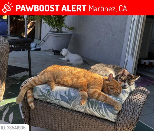 Lost Male Cat last seen Muir Rd, Martinez, CA 94553