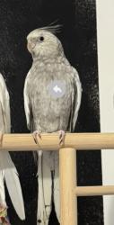 Lost Female Bird last seen Avenue Saint John, The Bronx, NY 10455