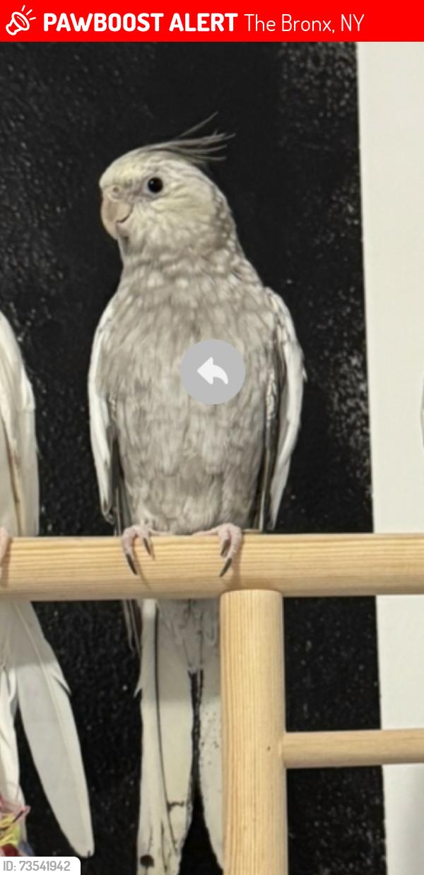 Lost Female Bird last seen Avenue Saint John, The Bronx, NY 10455