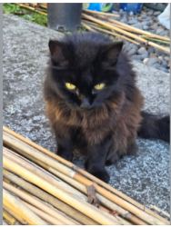 Found/Stray Unknown Cat last seen NW 12th Avenue and NW Westgate Avenue, Vancouver, WA 98665
