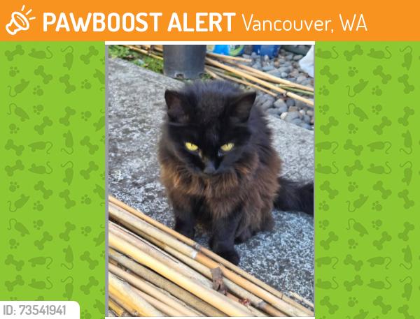 Found/Stray Unknown Cat last seen NW 12th Avenue and NW Westgate Avenue, Vancouver, WA 98665