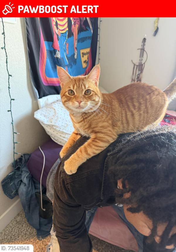 Lost Male Cat last seen Loot drive constitution, Colorado Springs, CO 80939