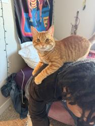 Lost Male Cat last seen Loot drive constitution, Colorado Springs, CO 80939